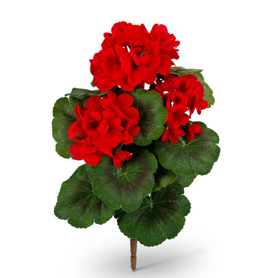 Red Geranium