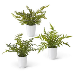 White Potted Fern