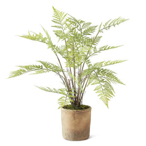 Potted Fern