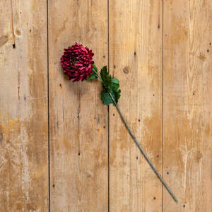 Wine  Chrysanthemum