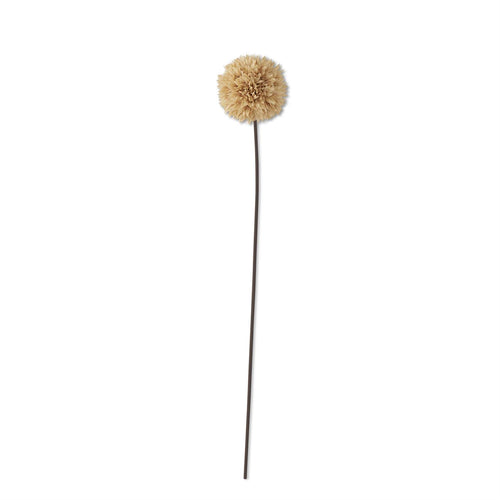 Allium Stem, Beige