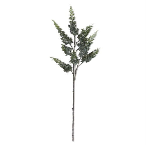 Cypress Stem