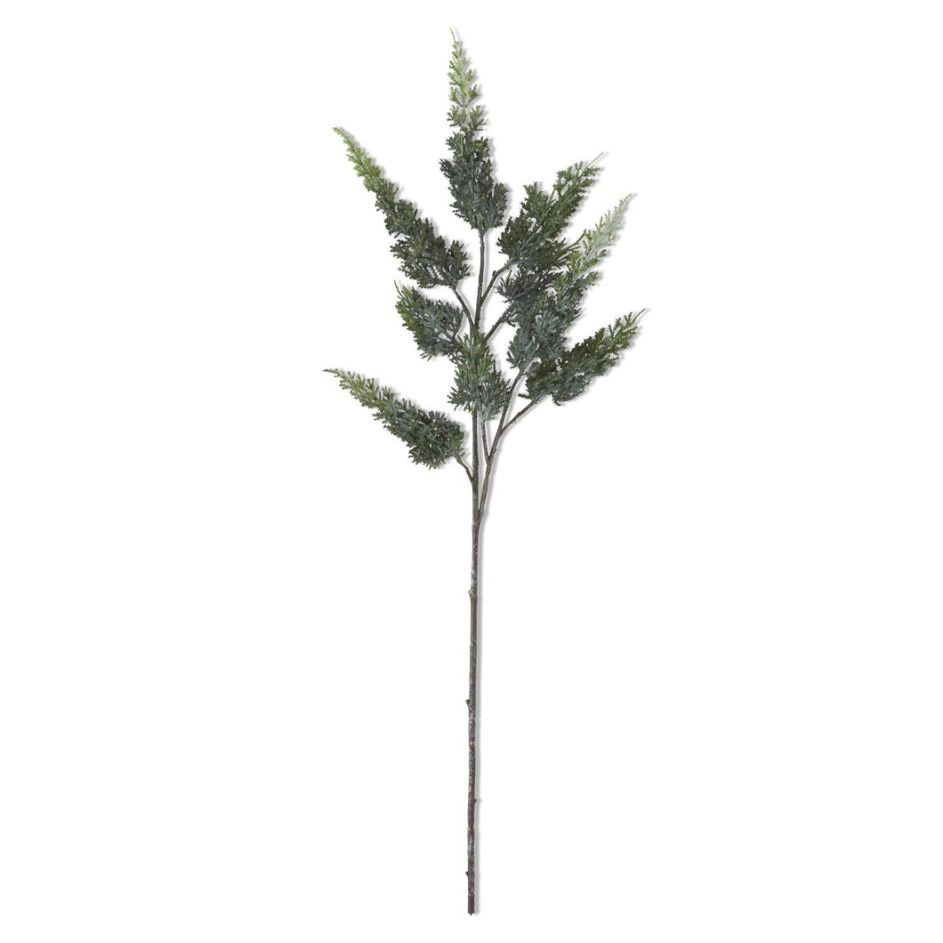 Cypress Stem