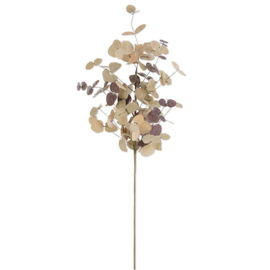Two Tone Eucalyptus Stem