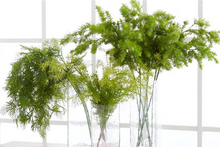 Asparagus Fern Bush