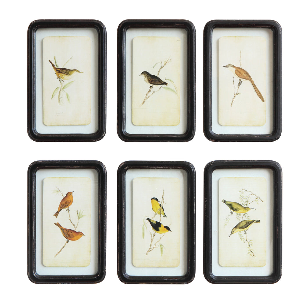 Framed  Bird Artwork