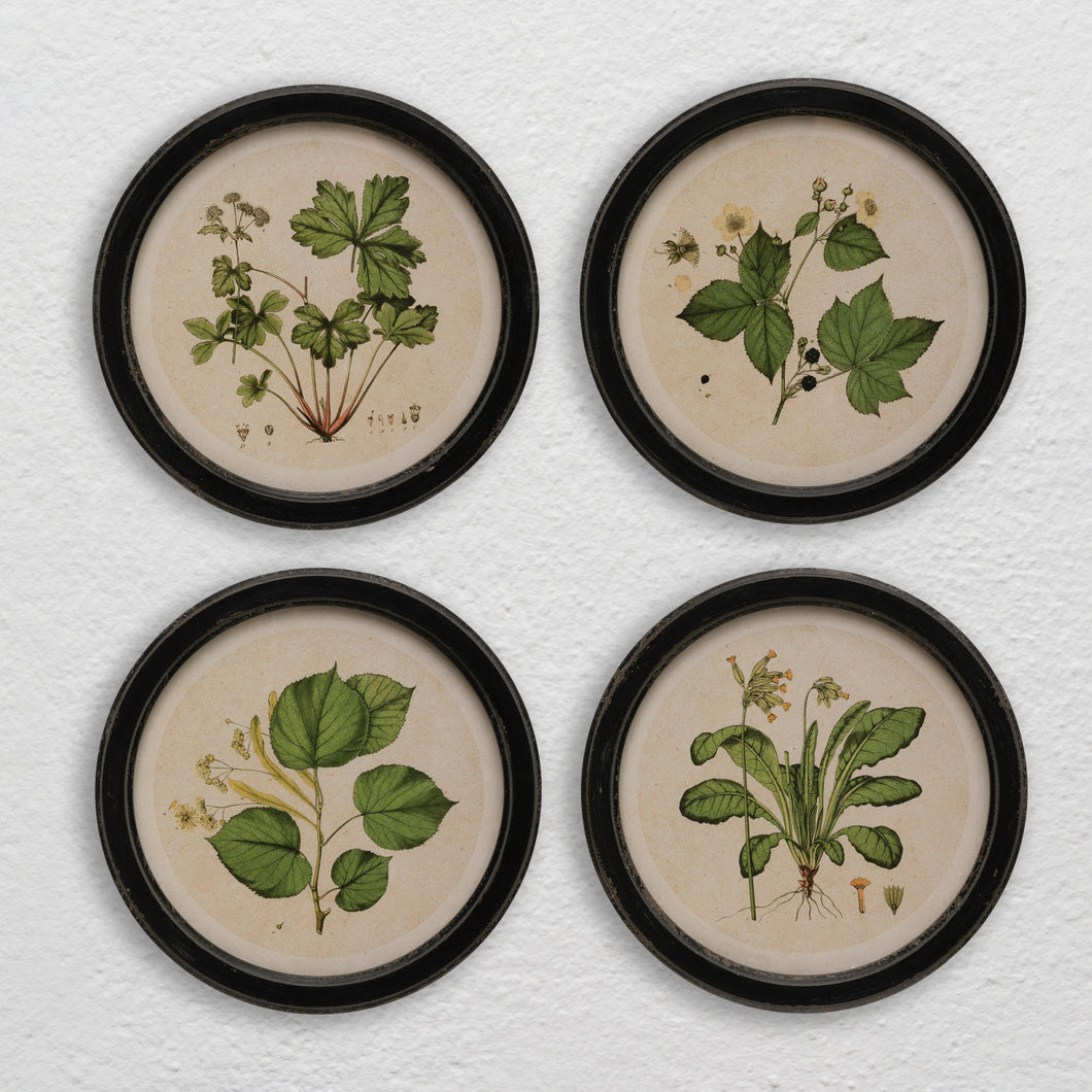 Round Framed Botanical