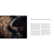 Bison, Portrait of An Icon