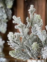 Frosted Pine