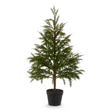Potted Cedar Tree