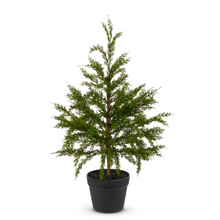 Potted Cedar Tree