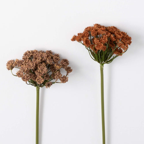 Queen Anne Lace