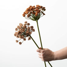 Queen Anne Lace