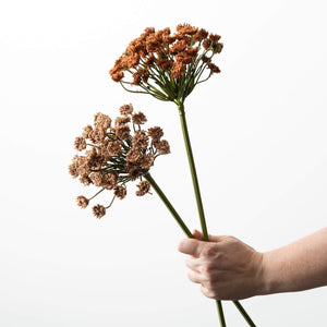Queen Anne Lace