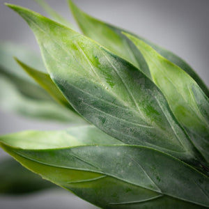 Frosted Foilage Leaves