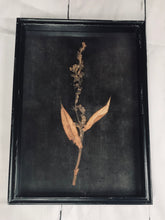 Black Botanical Prints